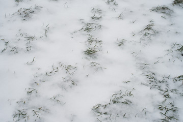 Green grass covered with white snow in winter in the park. A snowstorm broke out.