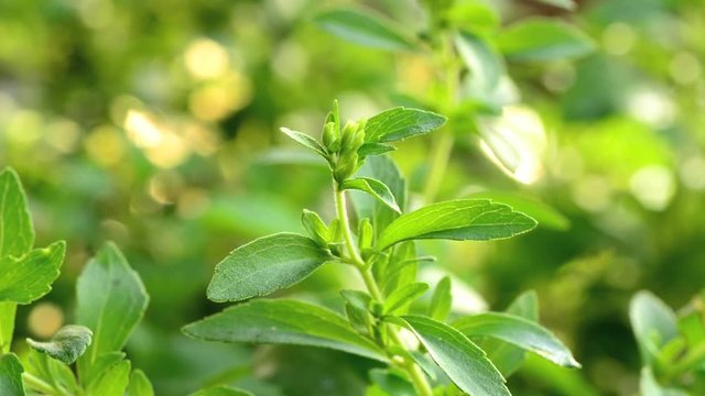 Stevia tree