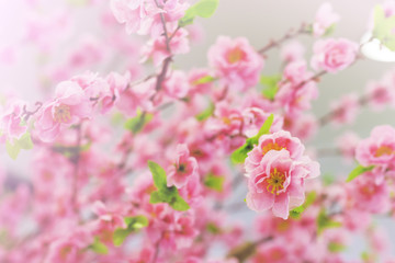 sweet color pink flowers