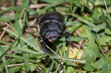 Big Ground Beetle