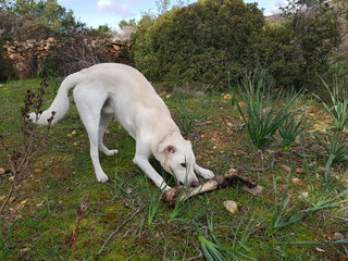 Fototapeta premium cane bianco