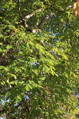 Foliage of walnut tree