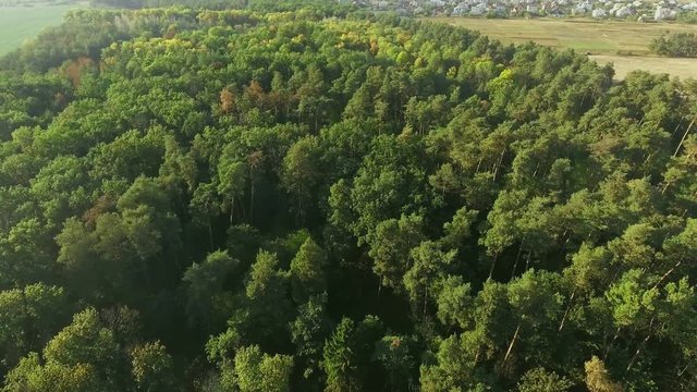 Aerial View. Flying over the beautiful forest trees. Landscape panorama.