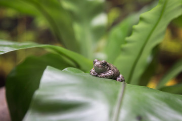 Little Toad on Green Leaf
