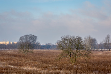Winter landscape with tree and meadow, Warsaw, Poland