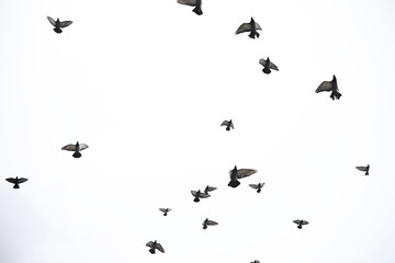 A flock of pigeons flies across the sky. Birds fly against the s