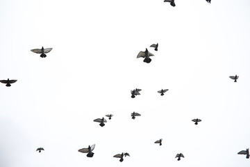 A flock of pigeons flies across the sky. Birds fly against the s