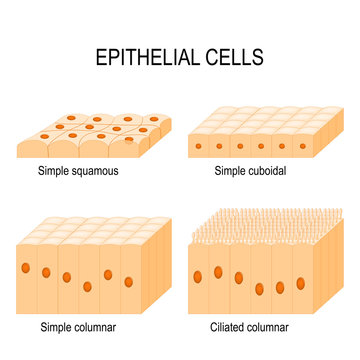 Types of epithelial cells