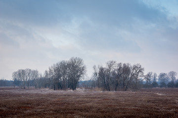 Winter landscape with tree and meadow, Warsaw, Poland