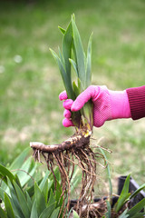 The gardener holds the iris root in his hands before planting. Spring works in the garden in a...