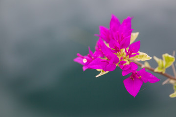 A bouquet of pink Bougainvillea in blurred background close up.