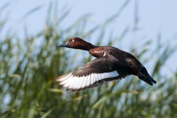 Ferruginous Duck in Danube Delta