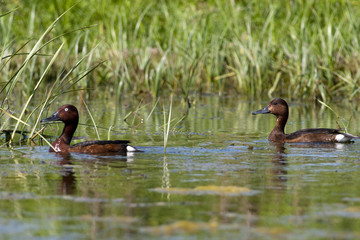 Ferruginous Duck in Danube Delta