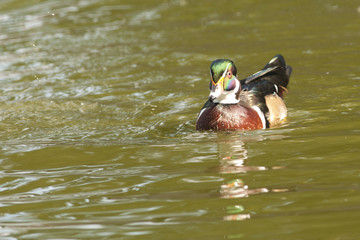 Wood Duck Drake on water