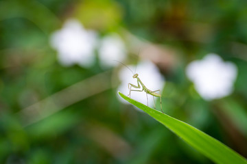 Baby mantis stay on edge of rice leaf close up.