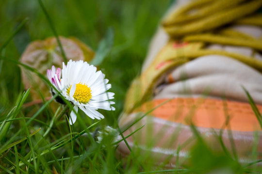blume und Schuh