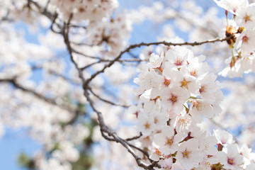 Closed up of flower sakura (cherry) blossom on blue sky background