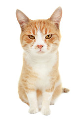 Ginger cat isolated on white background