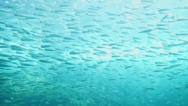 Big shoal of small fish in turquoise water with sunlight