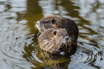 Two curious coypus sitting on a stone in the water