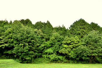 Japanese Forest Sekigahara 