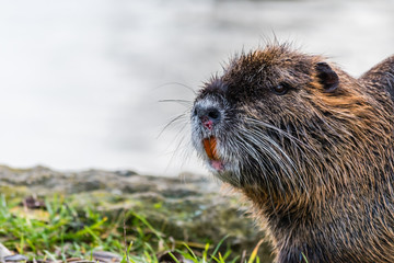 Wounded curious coypu near a water looking around