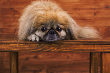 the Pekinese dog lies on a wooden chair and looks at the camera