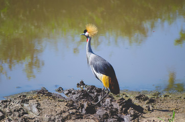 grey crowned crane near river