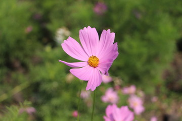 pink flower