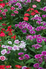 Colorful background of flower