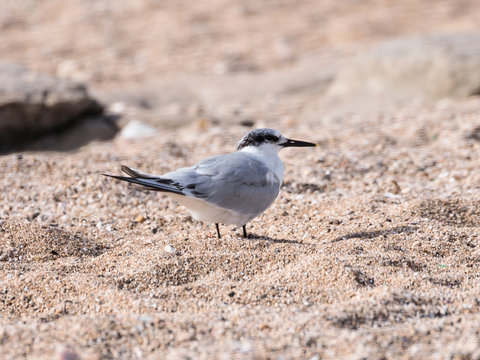 A Little Crested Tern - Sterna bengalensis - Thalasseus - walks along  the beach on the shores of the Mediterranean sea in search of prey