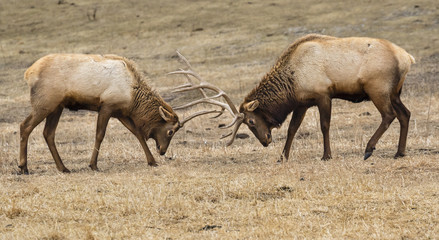 Naklejka na ściany i meble Males elk, or wapiti (Cervus canadensis) fighting in prairie, Neal Smith National Wildlife Refuge, Iowa, USA.