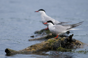 Common Tern Pair on a log