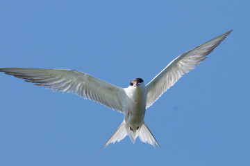 Common Tern