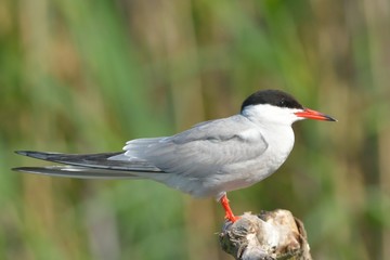Common Tern on a log