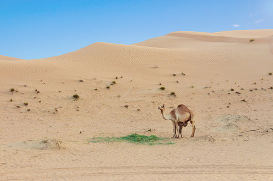 Desert landscape with Baby camel calf feeding on mother camel desert.