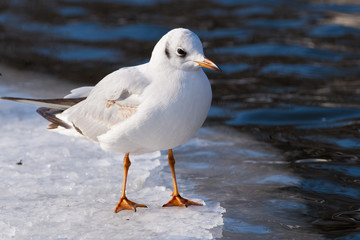 Black Heade Gull on ice