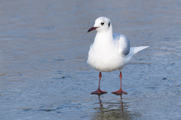 Black Headed Gull