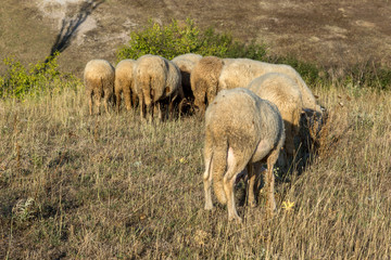 Grazing sheep near Rock phenomenon Stone Wedding near town of Kardzhali, Bulgaria
