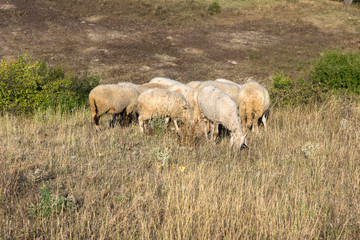 Naklejka na ściany i meble Grazing sheep near Rock phenomenon Stone Wedding near town of Kardzhali, Bulgaria