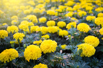 Beautiful Marigold flowers in the garden close up.