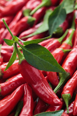 Red chili peppers.