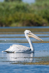 Dalmatian Pelican