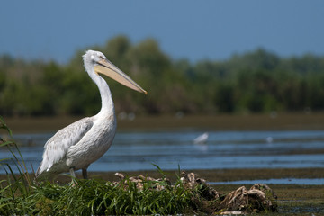 Dalmatian Pelican