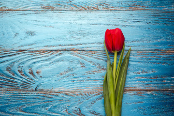 Fototapeta na wymiar Spring mother woman day easter red tulip floral minimal background with copy space