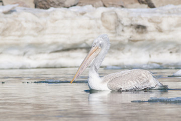 Dalmatian Pelican