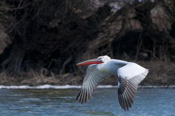 Dalmatian Pelican