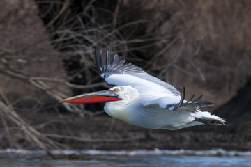 Dalmatian Pelican