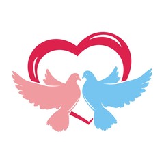 голуби и любовь