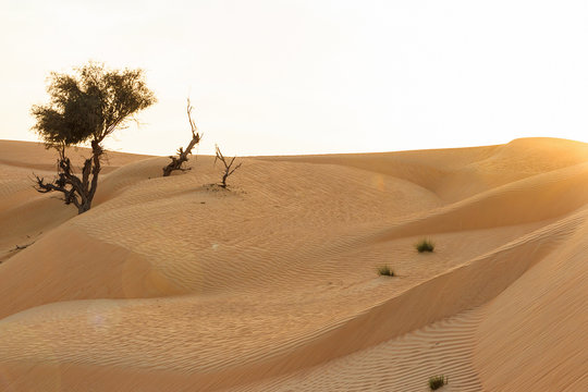 Landscape of sand dunes in desert in light of the setting sun.